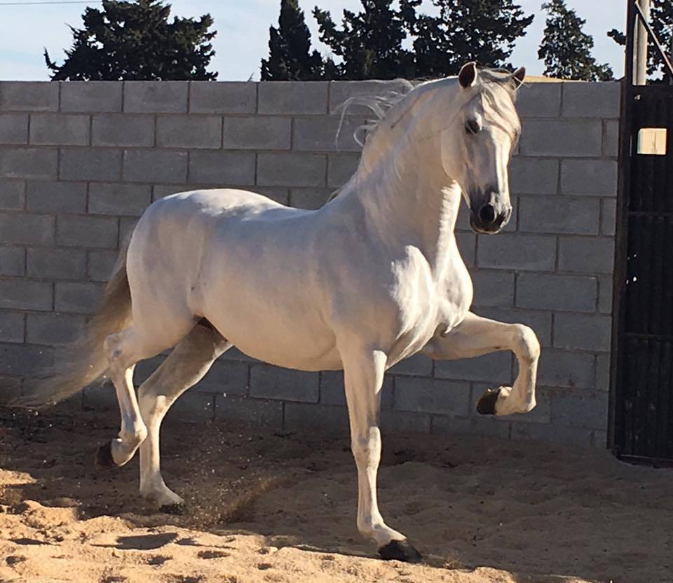 Lusitano Horses